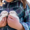 Los rasgos encantadores de los bebés animales, como los ojos grandes y el cuerpo regordete, tienen una función en la naturaleza que va más allá de la estética, según expertos en biología y psicología.