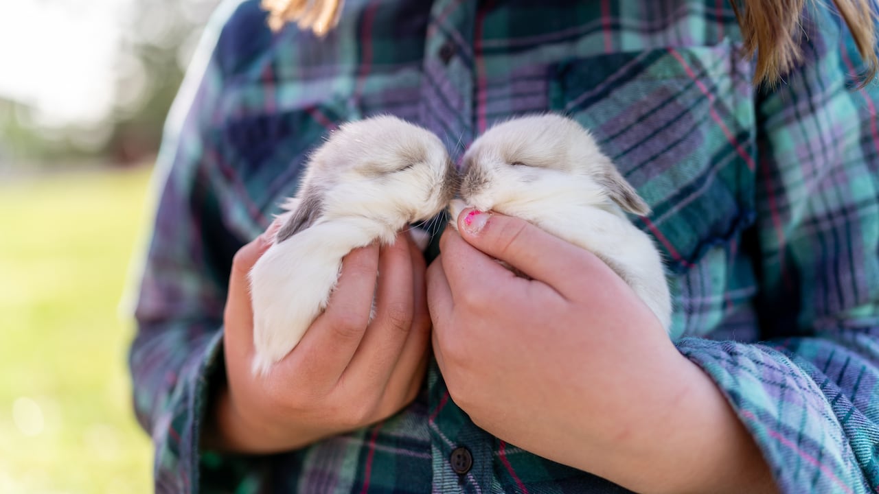 Los rasgos encantadores de los bebés animales, como los ojos grandes y el cuerpo regordete, tienen una función en la naturaleza que va más allá de la estética, según expertos en biología y psicología.