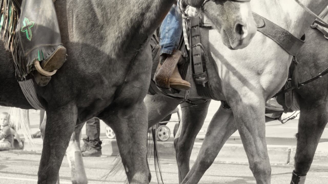 Un total de 1.820 caballistas se inscribieron para participar hoy de la cabalgata de la Feria de Manizales.