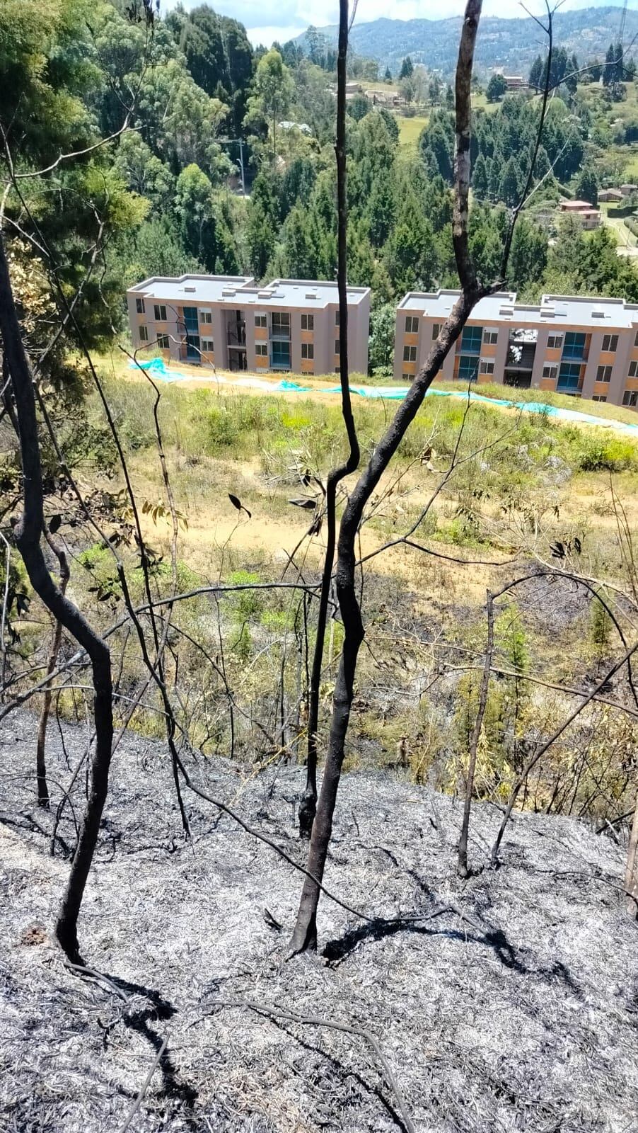 Las llamas afectó una amplia zona de cobertura vegetal