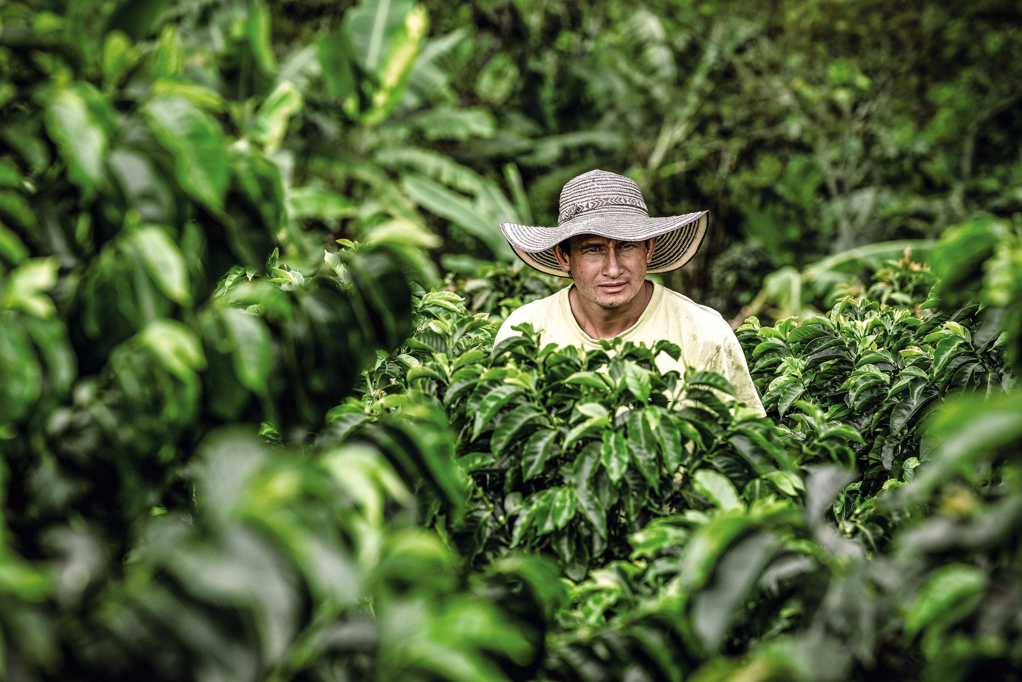 El Programa de Calidad Sostenible AAA Nespresso en Colombia ha impactado a más 36.500 fincas en Caldas, Antioquia, Nariño, Cauca, Santander, Cundinamarca y, más recientemente, en Caquetá.