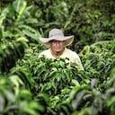 El Programa de Calidad Sostenible AAA Nespresso en Colombia ha impactado a más 36.500 fincas en Caldas, Antioquia, Nariño, Cauca, Santander, Cundinamarca y, más recientemente, en Caquetá.