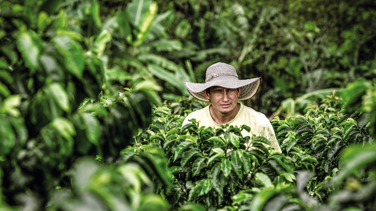 El Programa de Calidad Sostenible AAA Nespresso en Colombia ha impactado a más 36.500 fincas en Caldas, Antioquia, Nariño, Cauca, Santander, Cundinamarca y, más recientemente, en Caquetá.