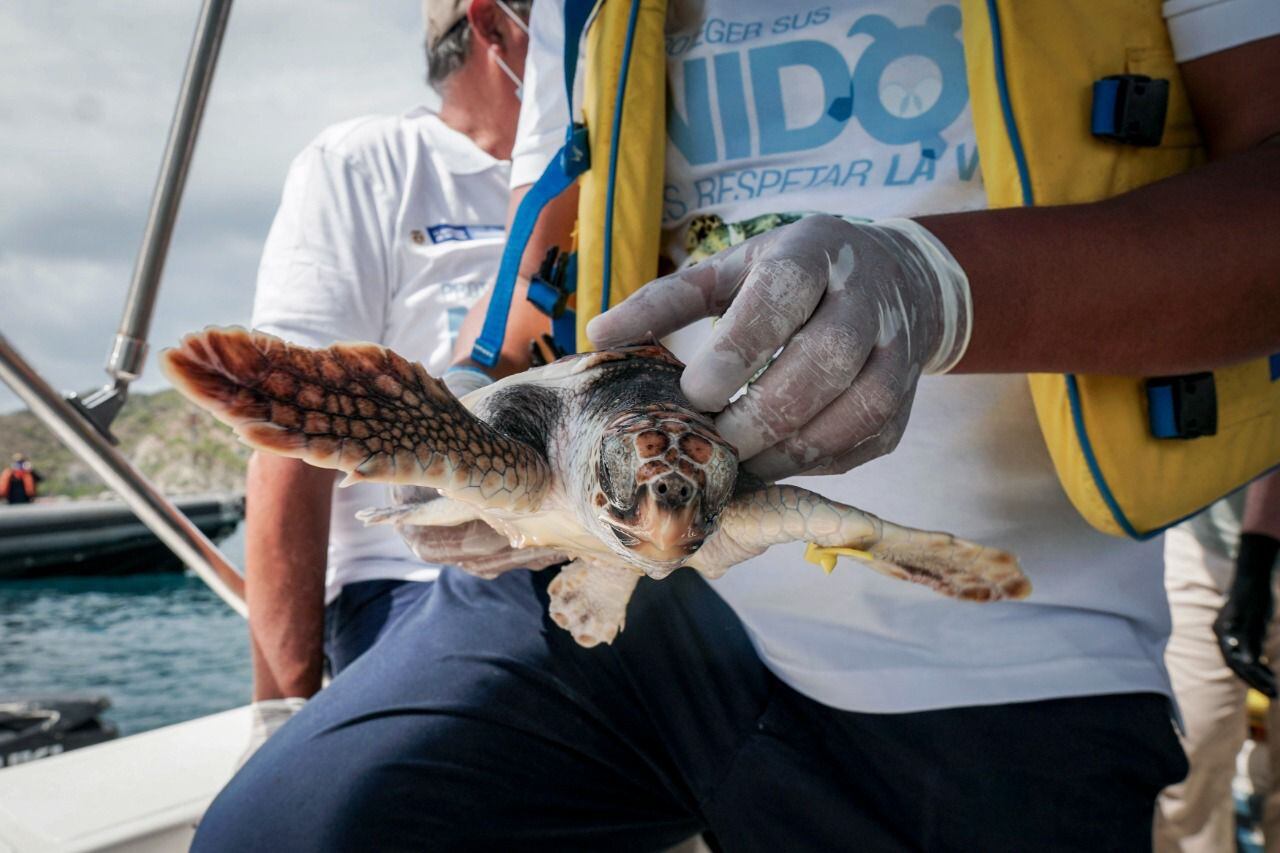 Colombia alberga cinco de las siete especies de tortugas marinas del mundo