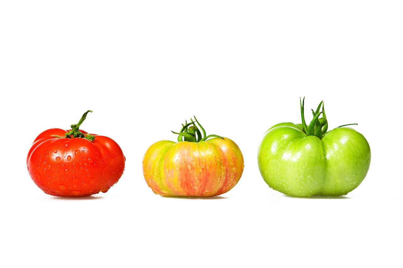 El tomate es una de las hortalizas más importantes para el consumo humano gracias a sus valores nutritivos.