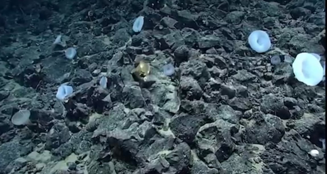 Huevo de oro. Foto: Captura de pantalla video NOAA.