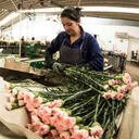 Empaque de flores para exportación