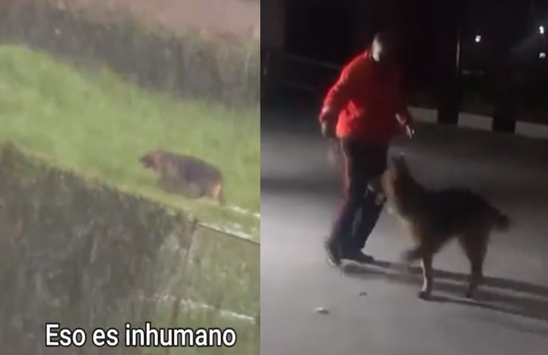 Luego de las denuncias en redes sociales, Bongo fue reubicado en otra instalación donde estará a salvo de las lluvias.