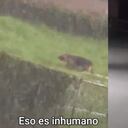 Luego de las denuncias en redes sociales, Bongo fue reubicado en otra instalación donde estará a salvo de las lluvias.