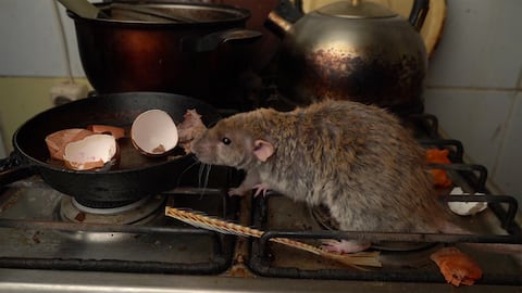 Los ratones son portadores de enfermedades.