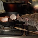 Los ratones son portadores de enfermedades.