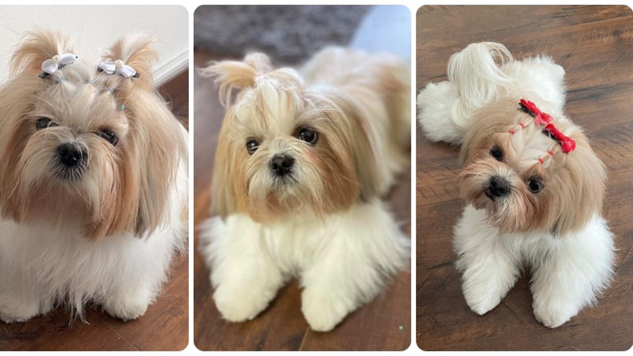 Minnie, la perrita de la familia Piza Lopera que fue robada