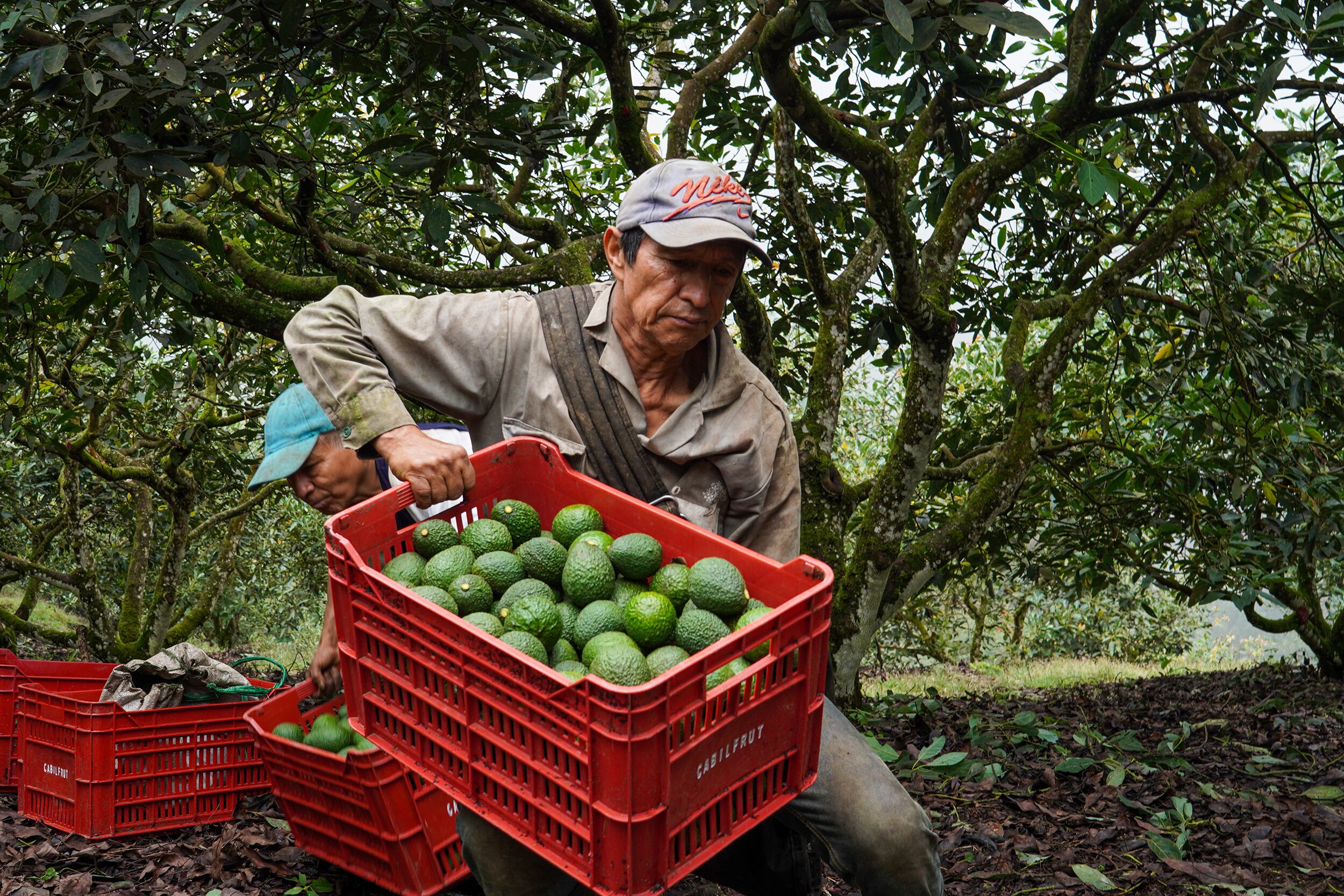 Exportaciones de aguacate hass colombiano crecieron en 2024