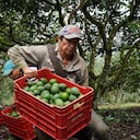 PIJAO, COLOMBIA- 29 DE NOVIEMBRE: Agricultores recolectan aguacates hass en el municipio de Quindío perteneciente al Eje Cafetero y que forma parte del territorio declarado por la UNESCO como Paisaje Cultural Cafetero en Pijao, Colombia, el 29 de noviembre de 2021. El cultivo de aguacate hass ha convertirse en un problema ambiental ya que las multinacionales han comprado una gran cantidad de granjas y tierras. Hay dos principales problemas señalados por grupos ambientalistas quindianos ante este monocultivo, el primero la alta demanda de agua que requiere este producto y el segundo el uso de agroquímicos para evitar plagas en el fruto y que termina en los ríos del área. (Foto de Alexis Munera/Agencia Anadolu vía Getty Images)