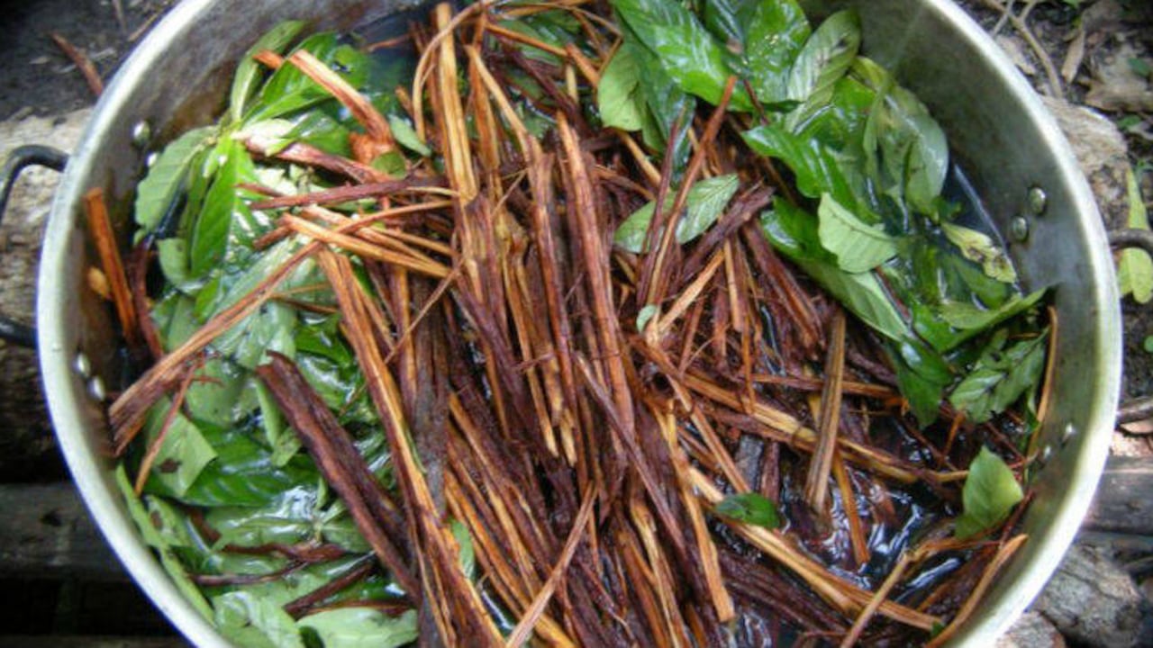 De acuerdo con Dennis McKenna, profesor en el Centro de Espiritualidad de la Universidad de Minnesota (norte de Estados Unidos), "cada noche se realizan cerca de cien ceremonias en Nueva York, y esto seguramente se aplica también a Los Ángeles y San Francisco".