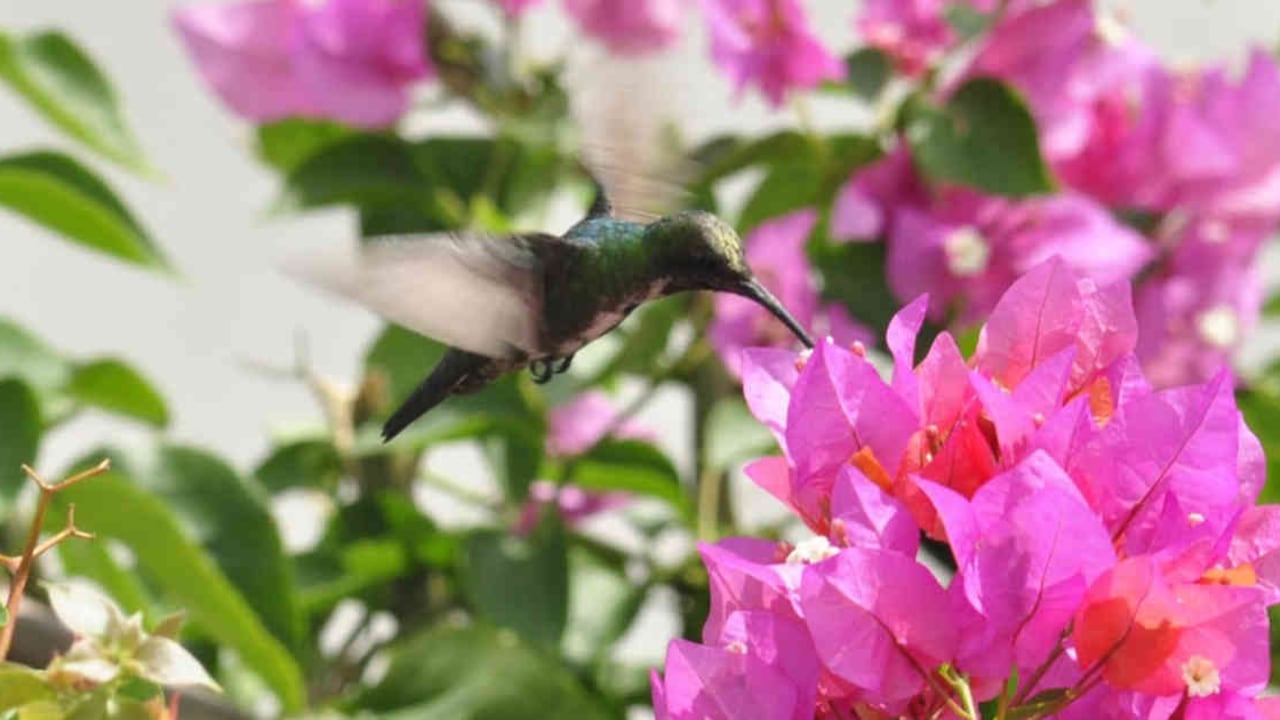 El colibrí mango pechiverde (Anthracothorax prevostii) es una de las aves más emblemáticas para la población raizal de Providencia. Foto: Sebastián Pérez (Instituto Humboldt) - Colombia hoy.