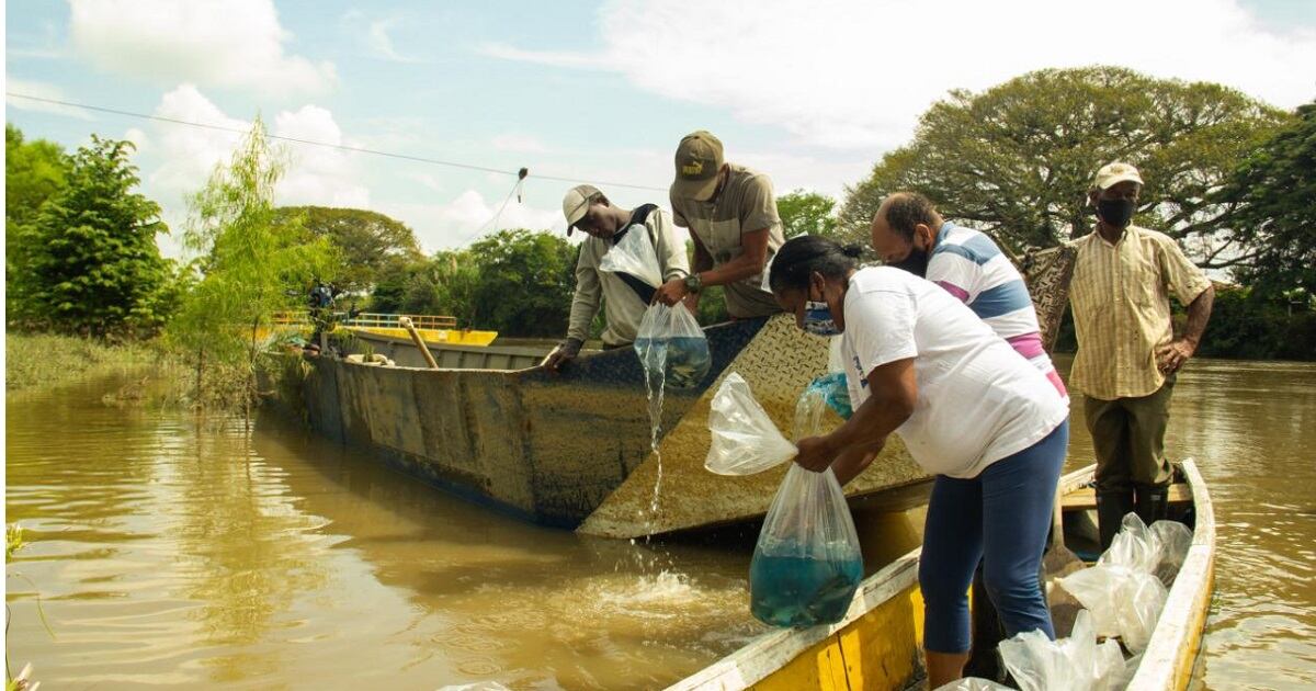 Siembra de alevinos en el río Cauca