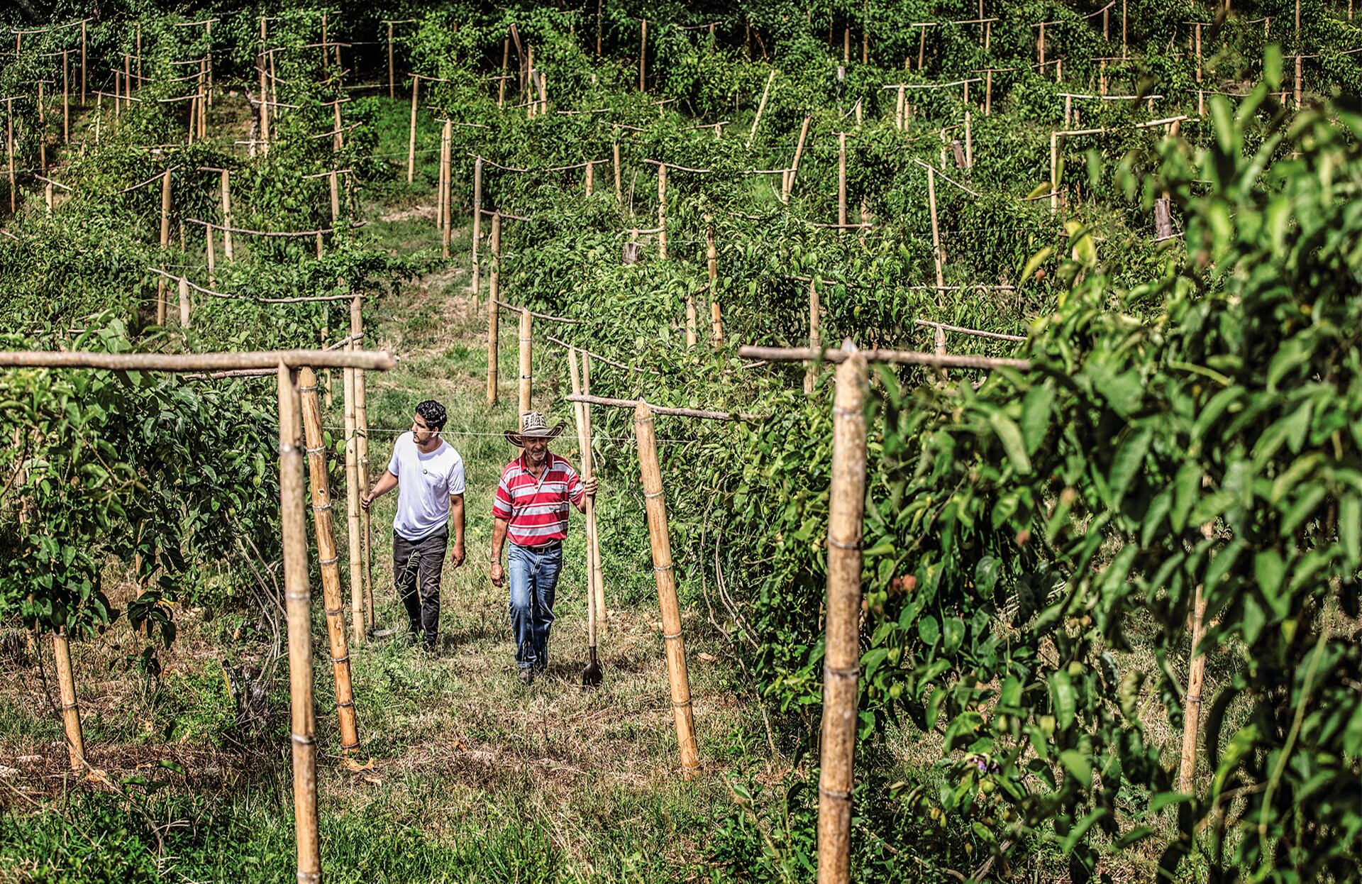 NO USAR, USO EXCLUSIVO MEJOR COLOMBIA, Especial Seguros, Microseguros