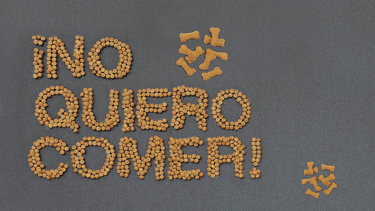 Problemas de salud, cambios en el entorno y situaciones de estrés son algunas de las causas que pueden generar pérdida de apetito en un perro.