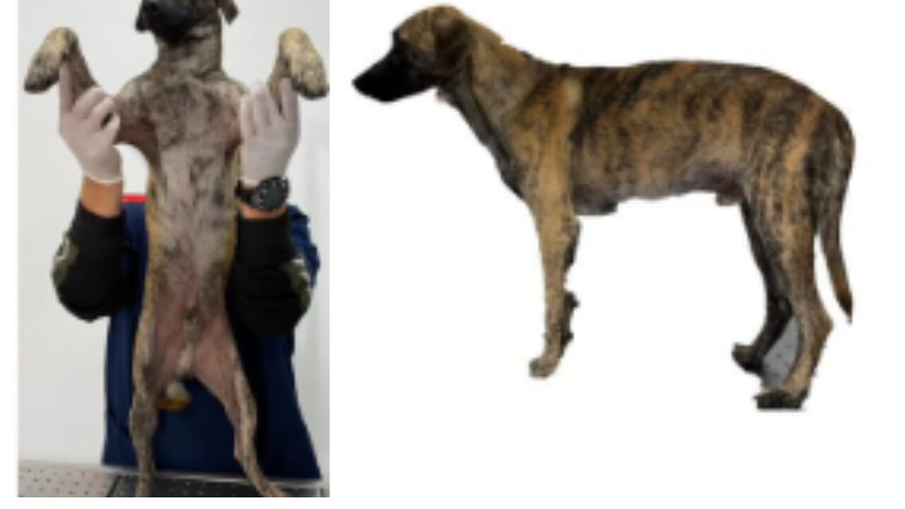 Perro maltratado en Montecristo, Bolívar.