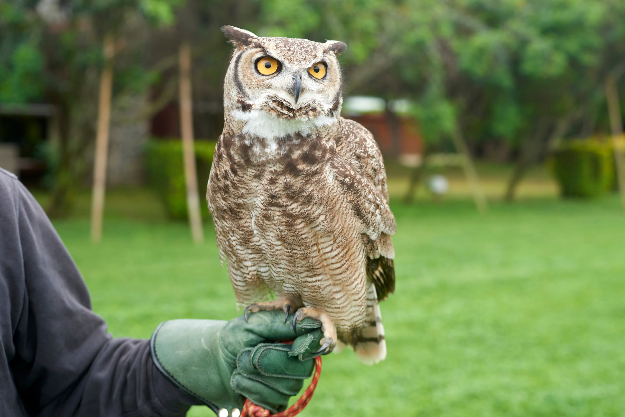 La vida nocturna reduce la necesidad de ajustar la reflectancia en aves como el búho.