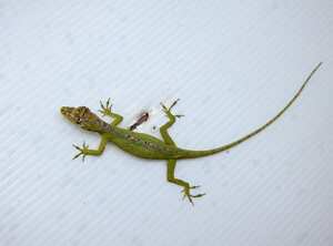 Anolis de Calima, lagarto visto por primera vez en Medellín.