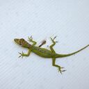 Anolis de Calima, lagarto visto por primera vez en Medellín.