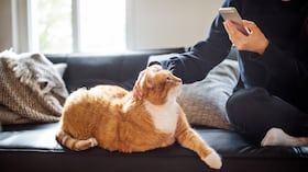 HyperOs usa la IA para mejorar las fotos a mascotas.