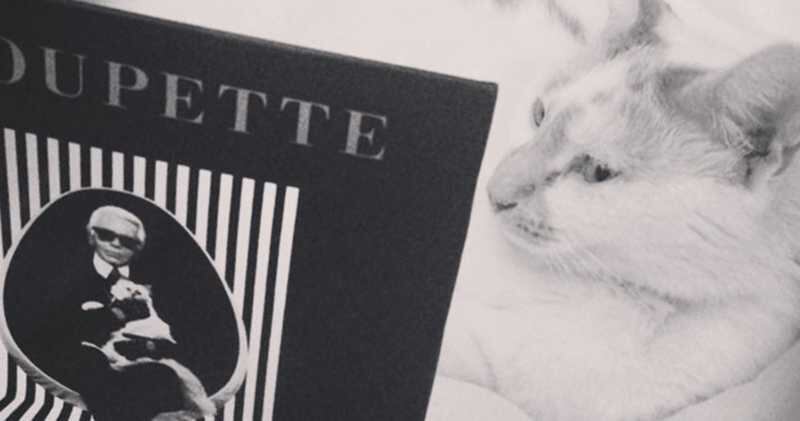 Choupette Lagerfeld es la consentida del diseñador de modas que lleva las riendas de Chanel.