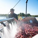 En 2022 las exportaciones de arándanos desde Estados Unidos a Colombia crecieron un 80 %