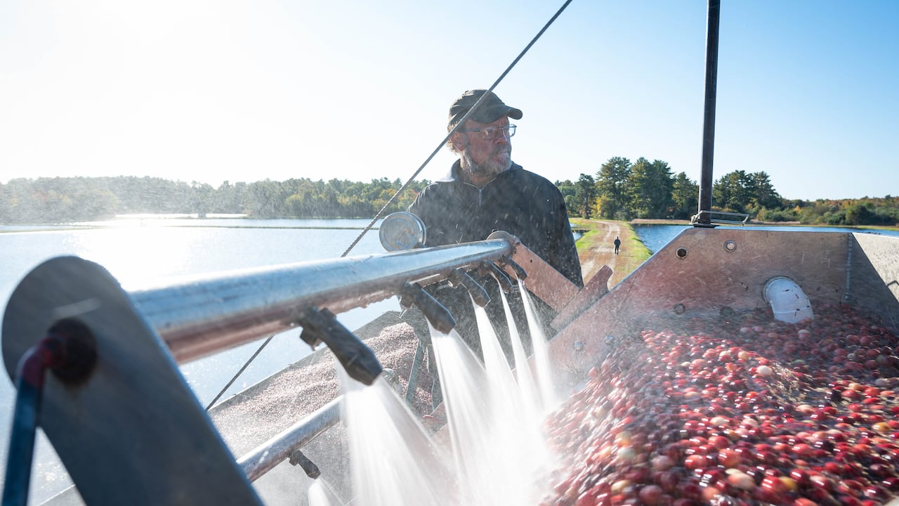 En 2022, las exportaciones de arándanos desde Estados Unidos a Colombia crecieron un 80 %