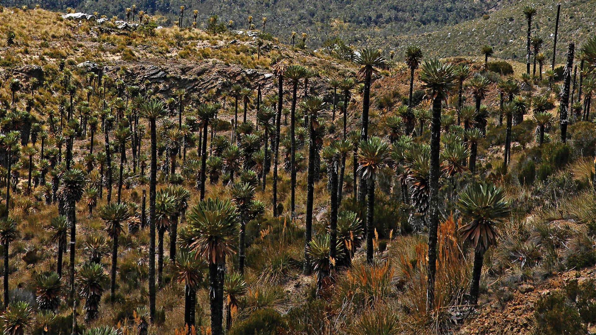 Especial cambio climático reforestación