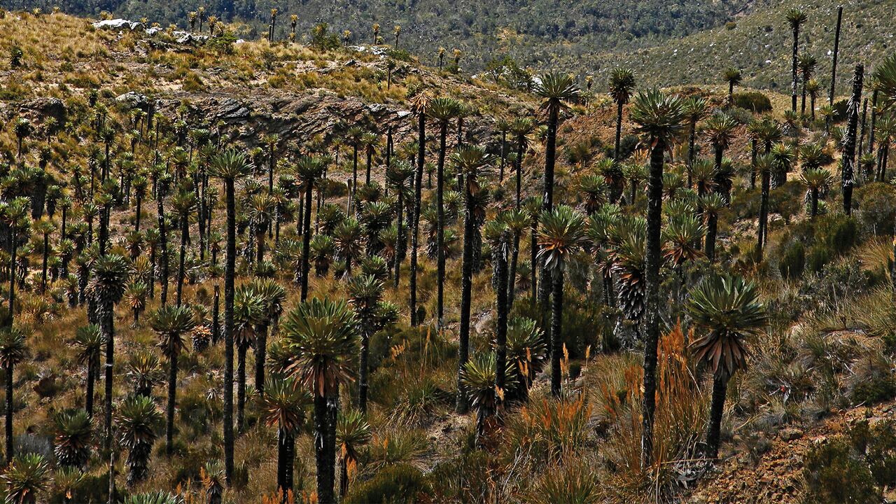 Especial cambio climático reforestación