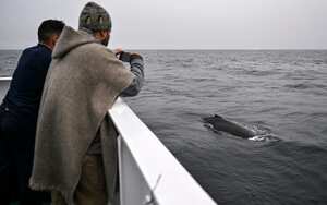 Diego Mujica de la Fundación Malpelo toma una foto de las ballenas. (Photo by Juan BARRETO / AFP)