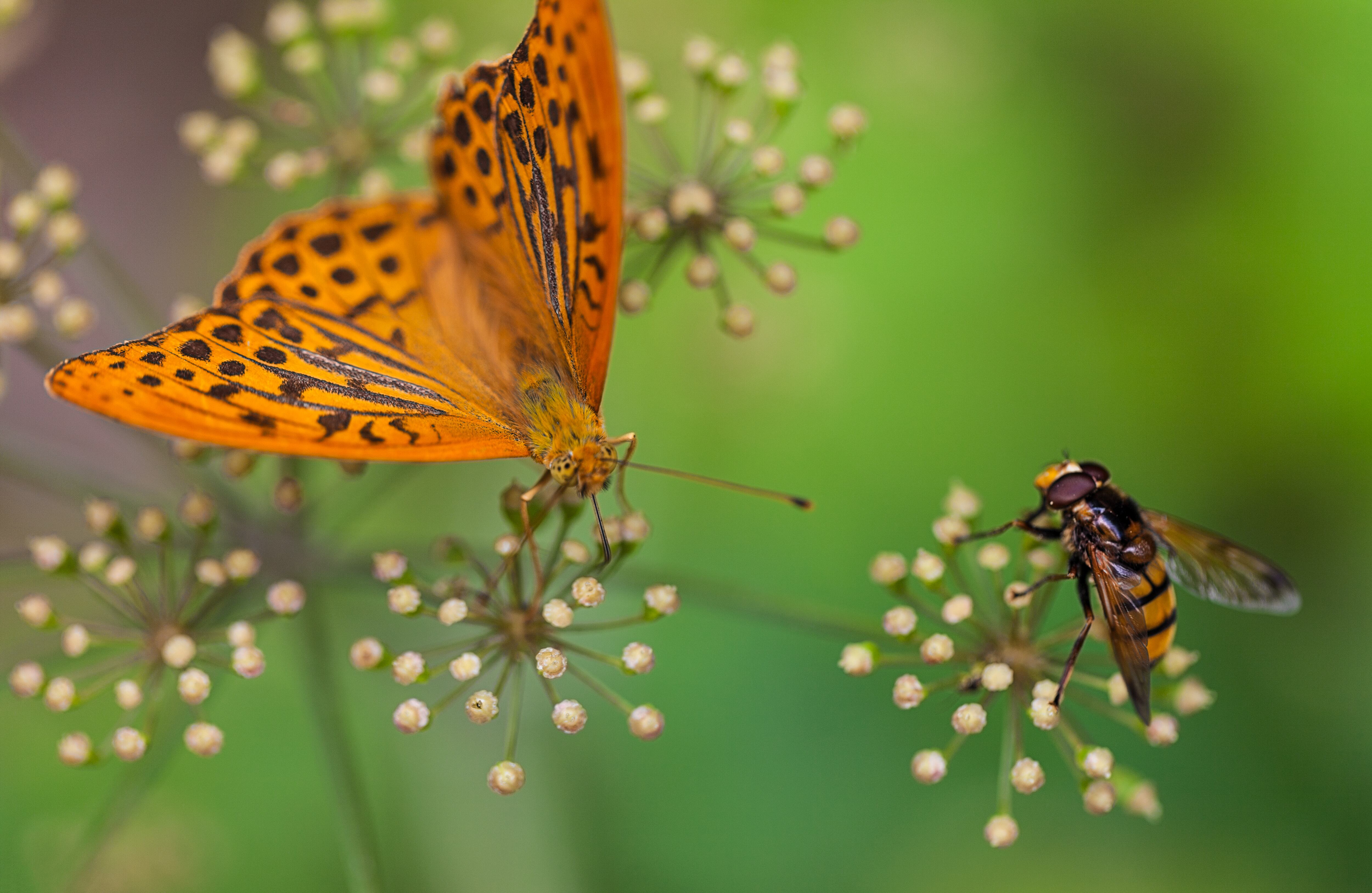 Las abejas, junto a otros polinizadores como las mariposas, ayudan a las plantas a producir frutos y semillas, al llevar el polen de flor en flor y contribuir a que estas produzcan semillas y frutas.