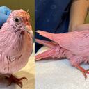 Facebook:@/wildbirdfund