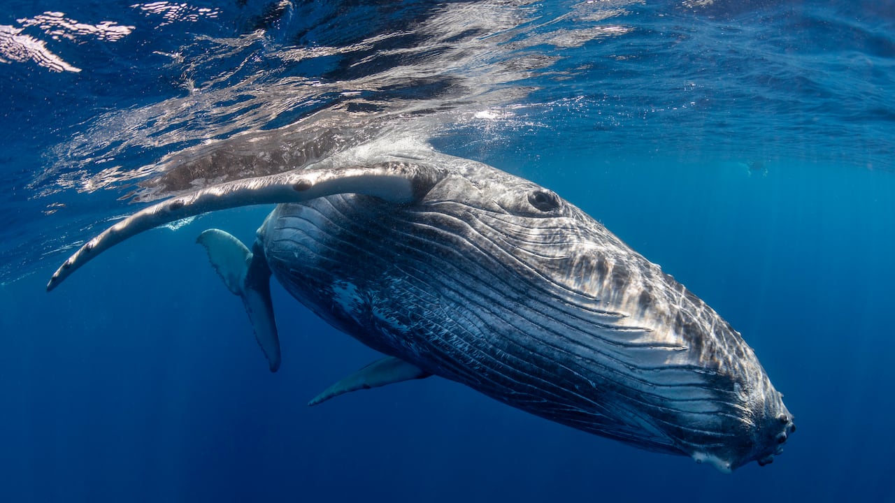 Un estudio documenta un extraño comportamiento: burbujas perfectas sopladas por ballenas cerca de personas.
