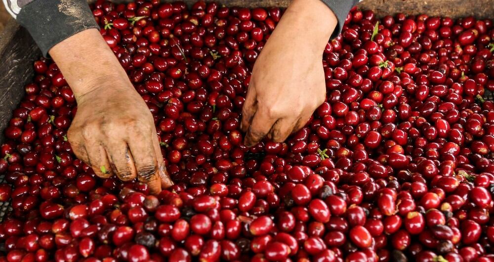 Beneficio de café, Café Granja La Esperanza