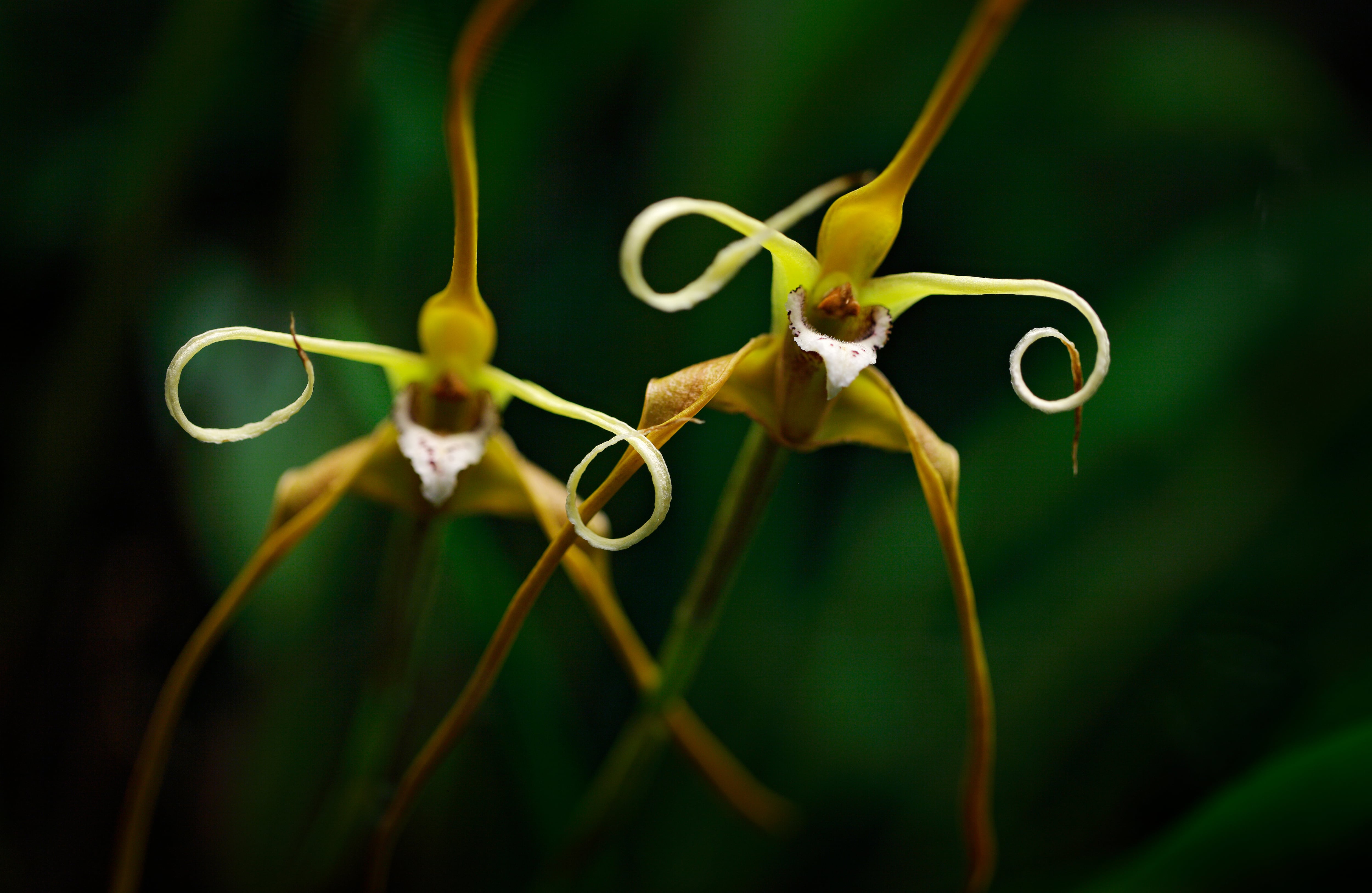 Dendrobium Begaudii. Esta especie fue descrita por primera vez en 2001 y es originaria de Australia. La mayoría de orquídeas sobresalen por la rareza de sus flores, sus formas, variedad de colores, tamaños, texturas y olores. Foto: Ondrej Prosicky / Getty Images/iStockphoto