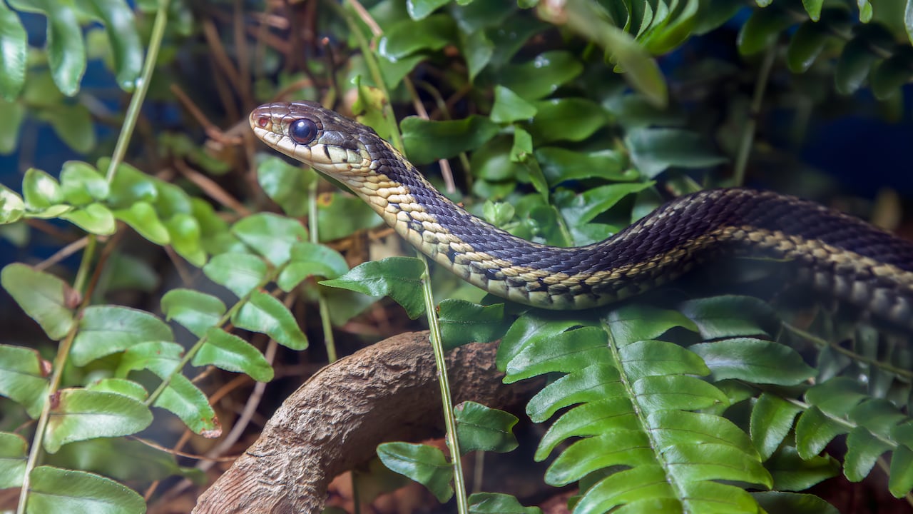 Serpiente en un jardín
