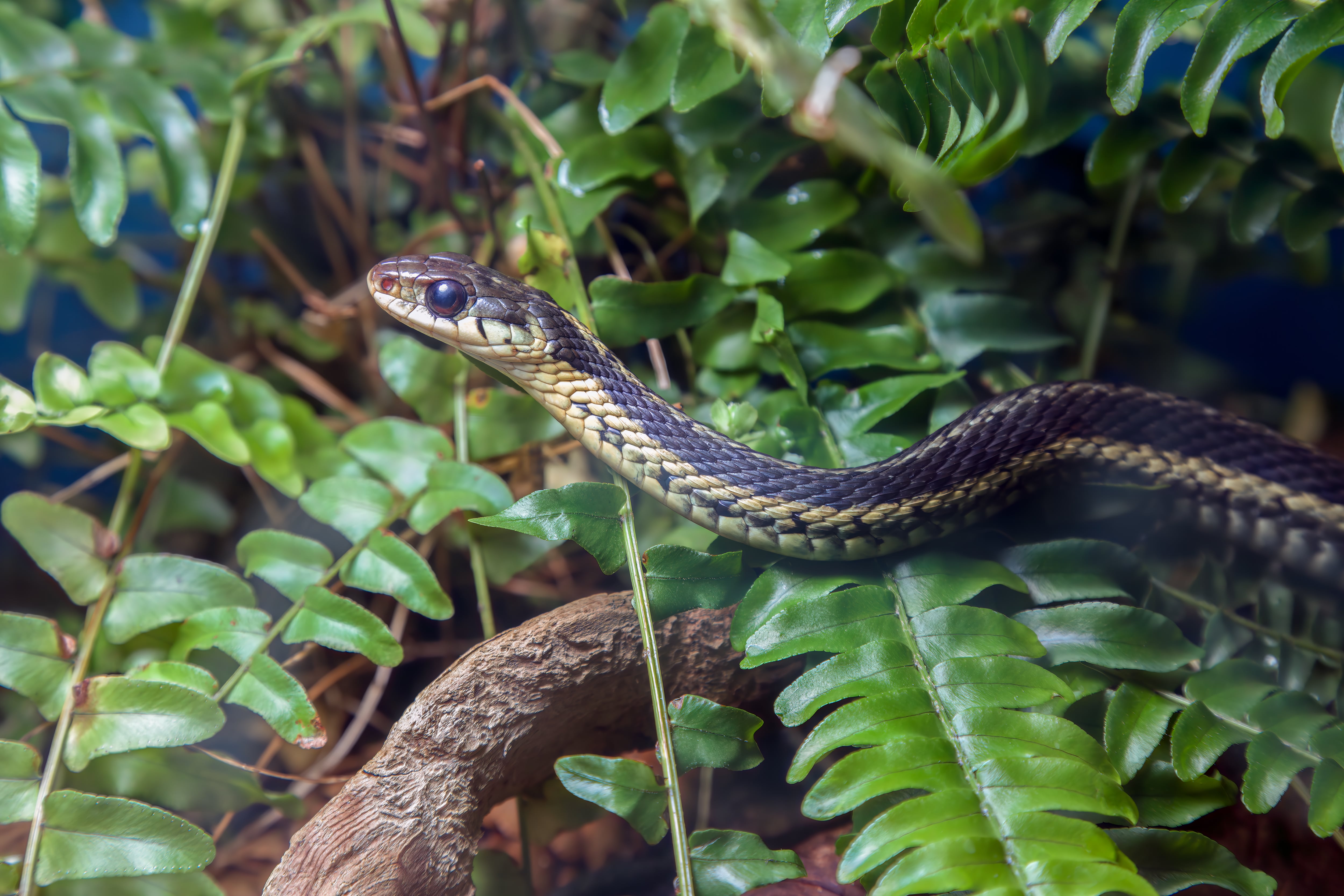 Serpiente en un jardín