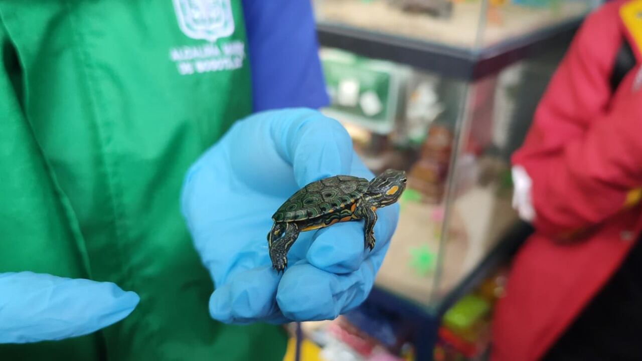 En el marco del acuerdo distrital 801 de 2021, la comercialización de animales vivos en plazas de mercado está prohibida.