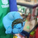 En el marco del acuerdo distrital 801 de 2021, la comercialización de animales vivos en plazas de mercado está prohibida.