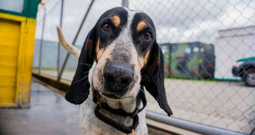 Perro de alias Otoniel