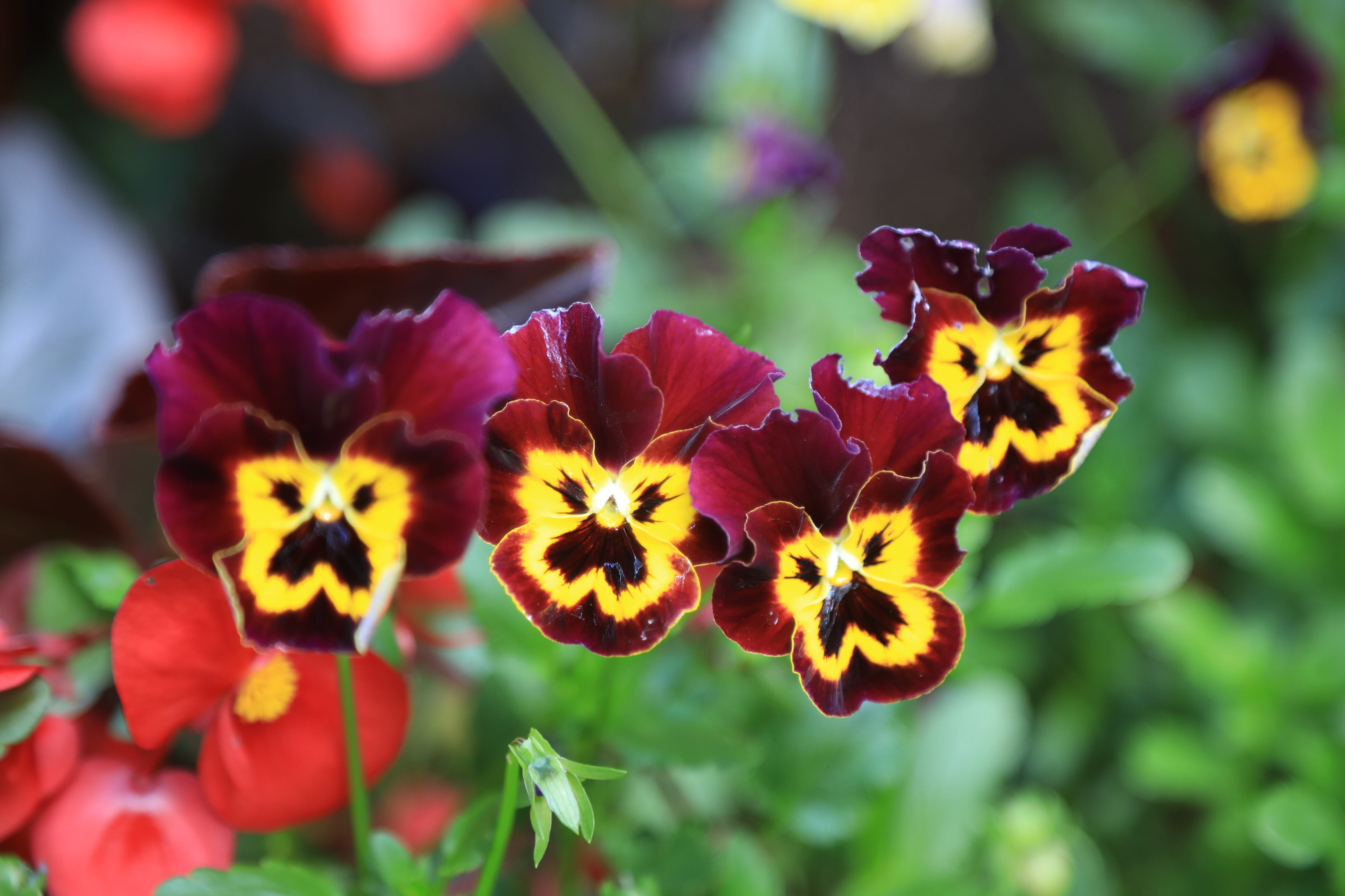 La Universidad Externado de Colombia fue la primera del país en contar con un programa formal de responsabilidad social empresarial y sostenibilidad.