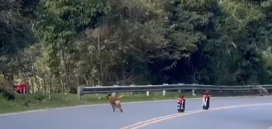 Caninos entrenados formaron parte del operativo para retirar los cilindros.