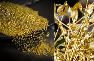 Imagen de referencia sobre planta que produce oro.