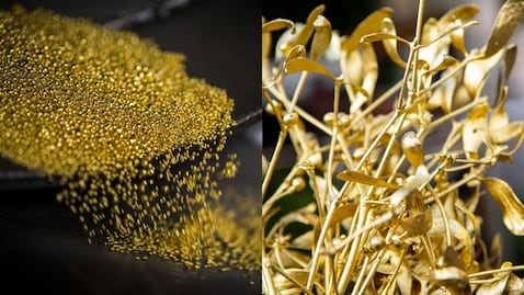 Imagen de referencia sobre planta que produce oro.