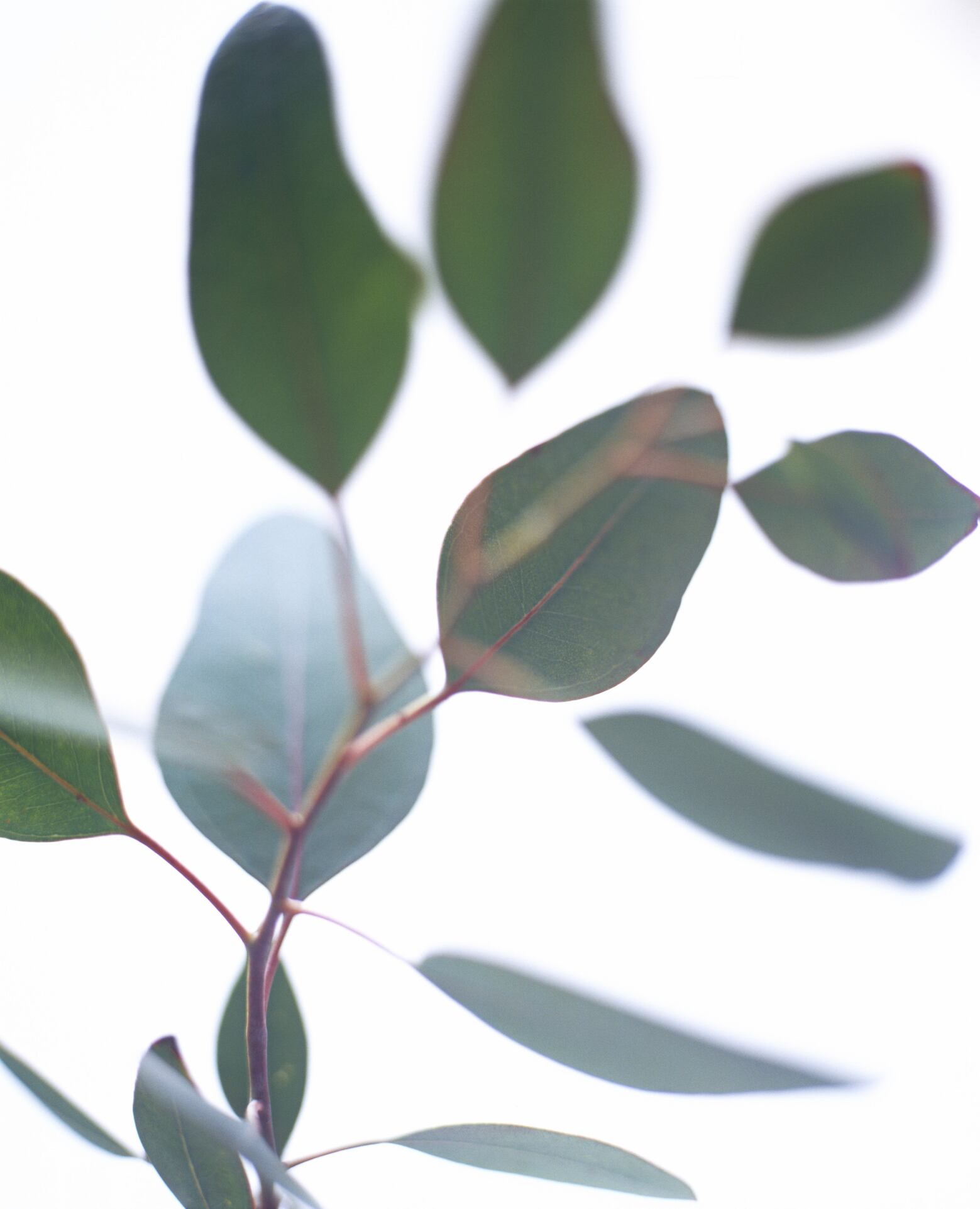 Eucalipto para las plagas.