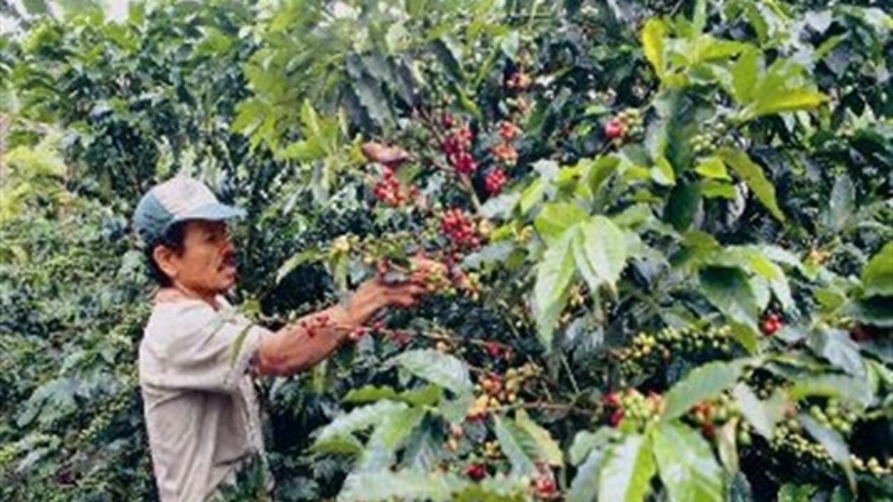 Cafeteros continuarán en firme con el paro.